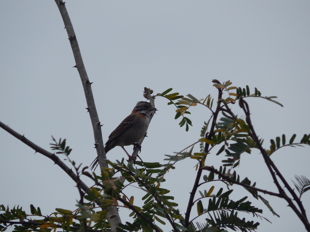 Rufous-collared Sparrow - Fabiana Santos de Oliveira
