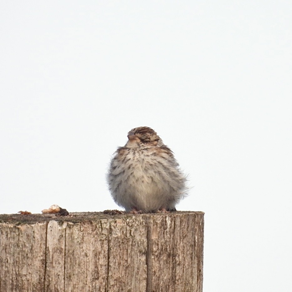 Chipping Sparrow - ML593000201