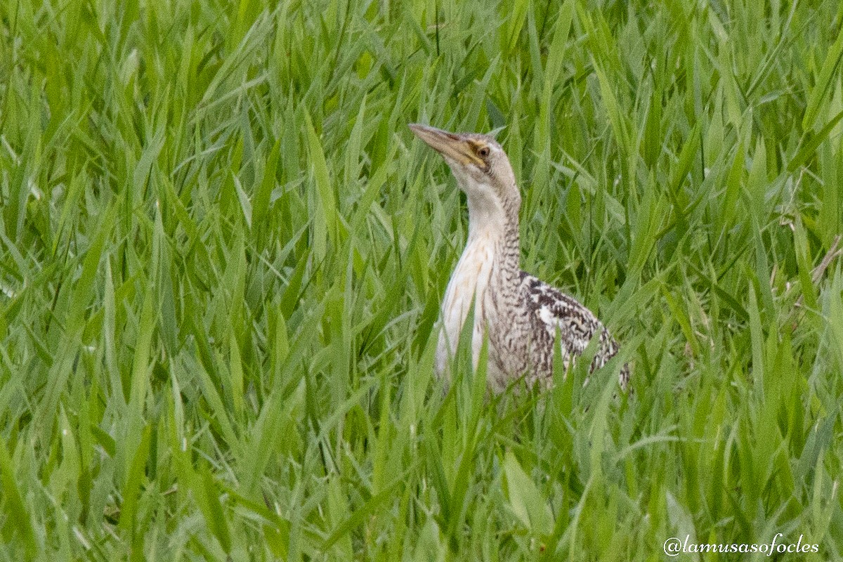 Pinnated Bittern - ML593000911