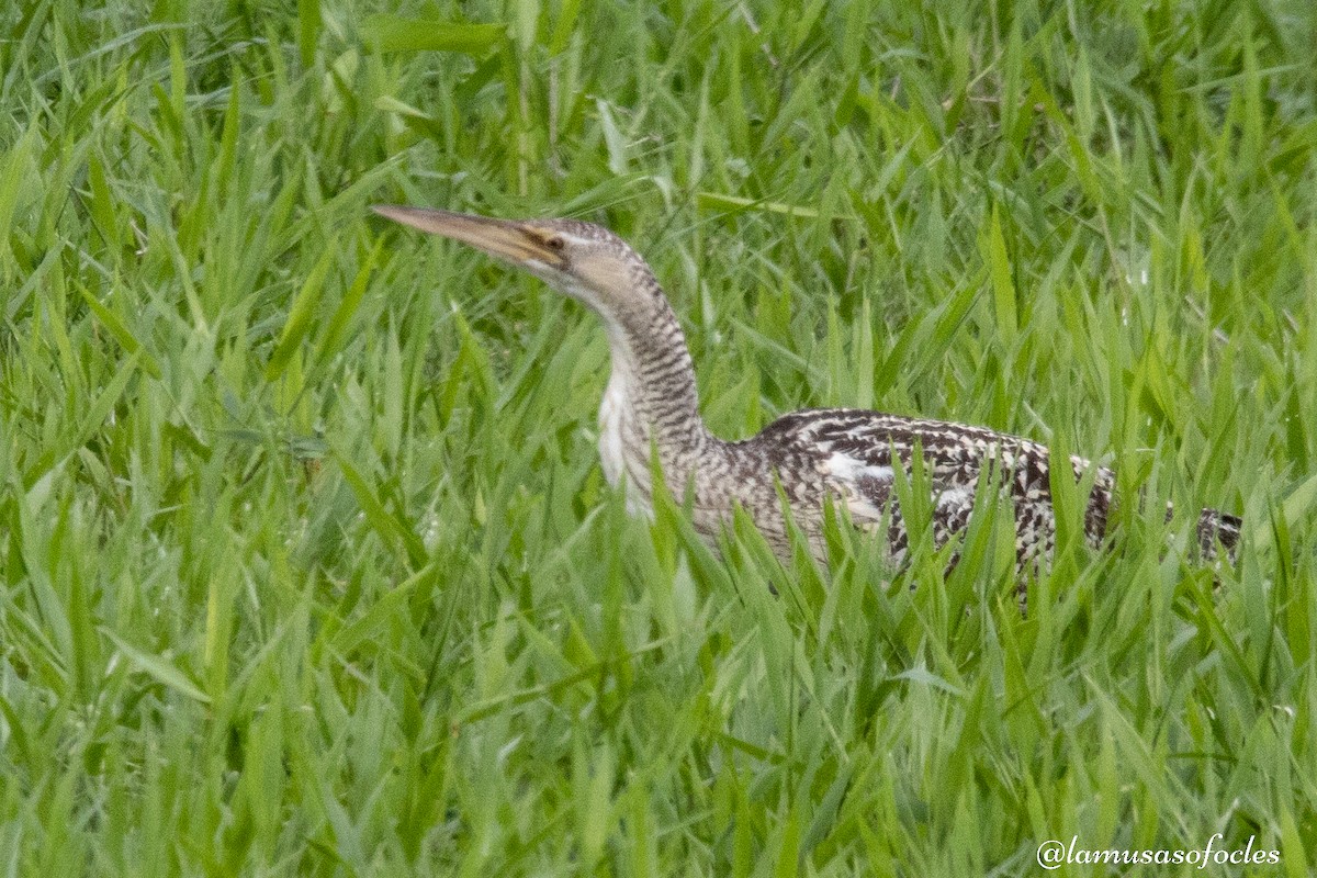 Pinnated Bittern - ML593000931