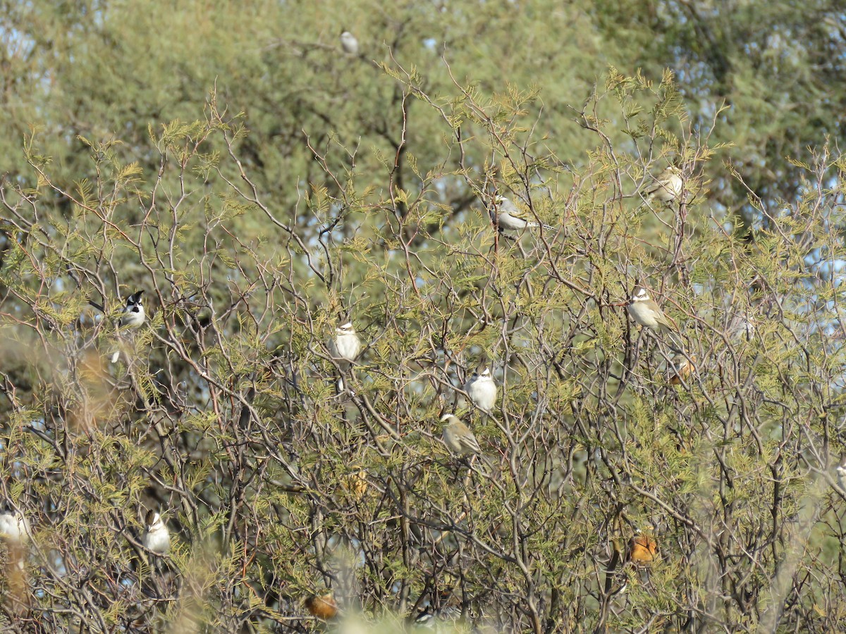 Black-crested Finch - ML593001921