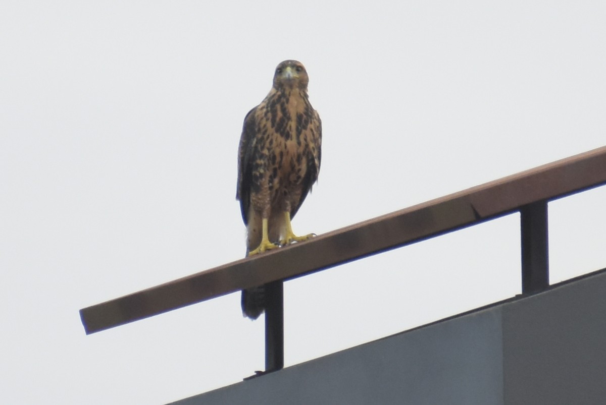 Harris's Hawk (Bay-winged) - Bruno Bareiro