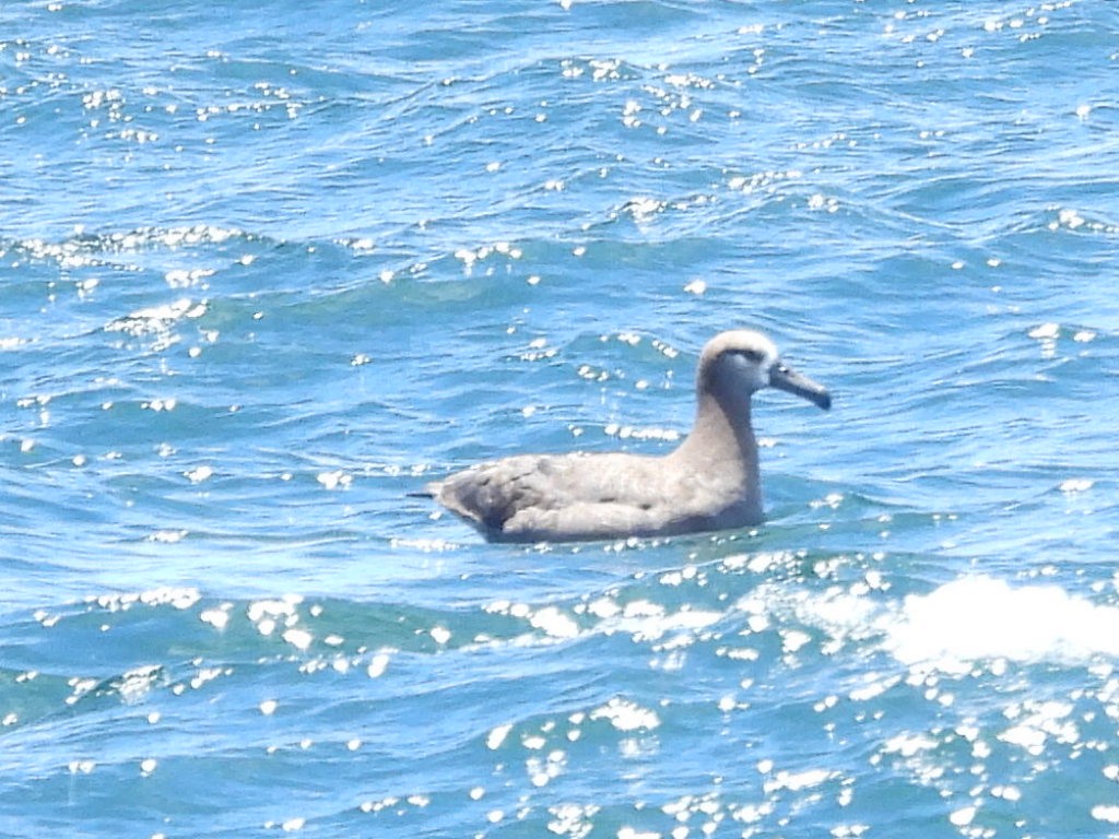 Albatros à pieds noirs - ML593003511