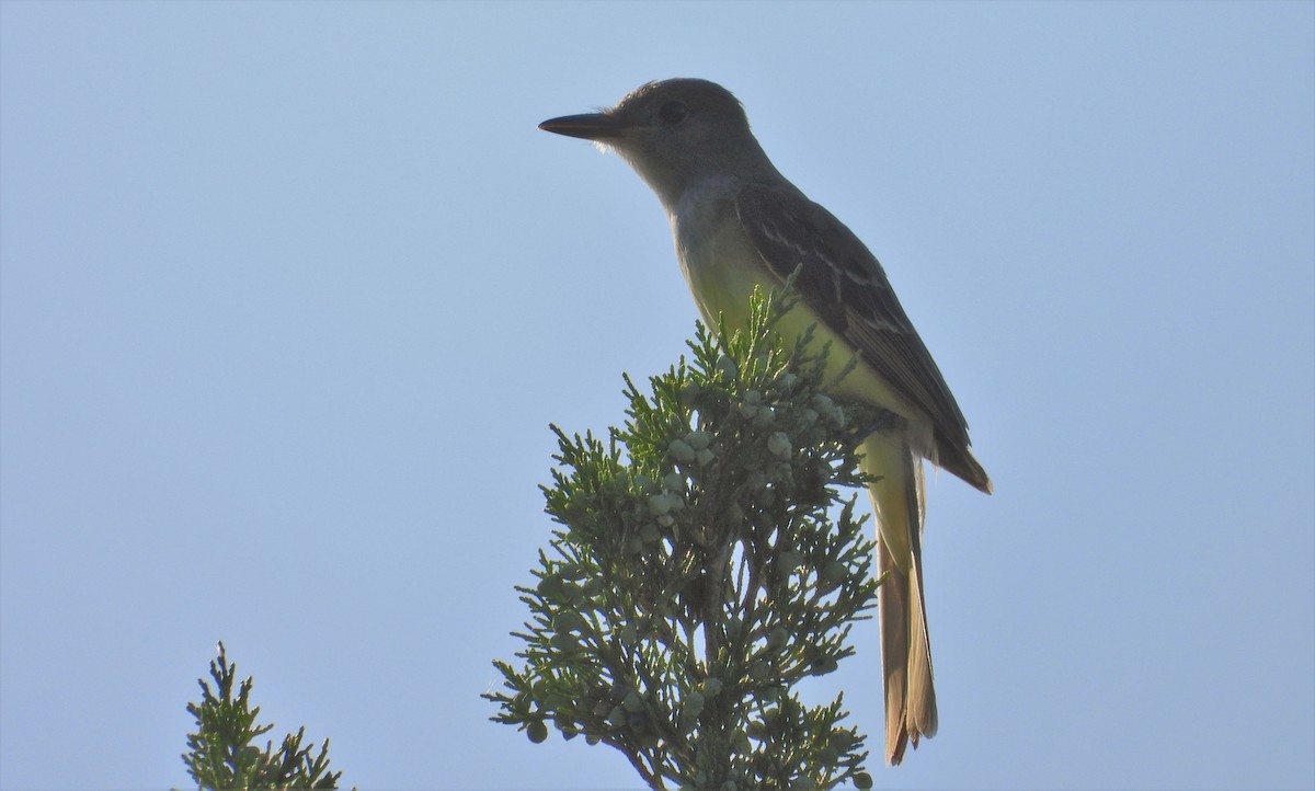 Great Crested Flycatcher - ML593003671