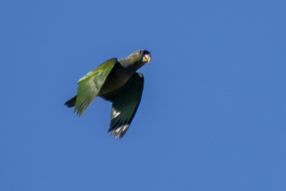 Scaly-headed Parrot - ML593004181