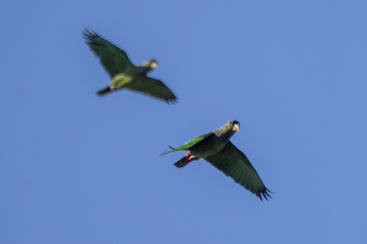 Scaly-headed Parrot - Luiz Carlos Ramassotti