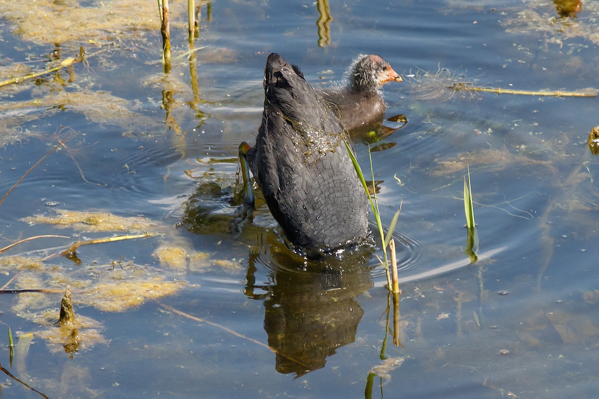 Eurasian Coot - ML593004411