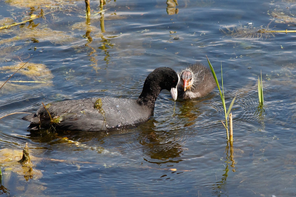 Eurasian Coot - Naseem Reza