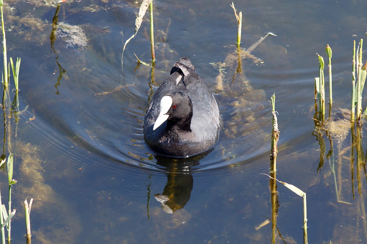 Eurasian Coot - ML593004441