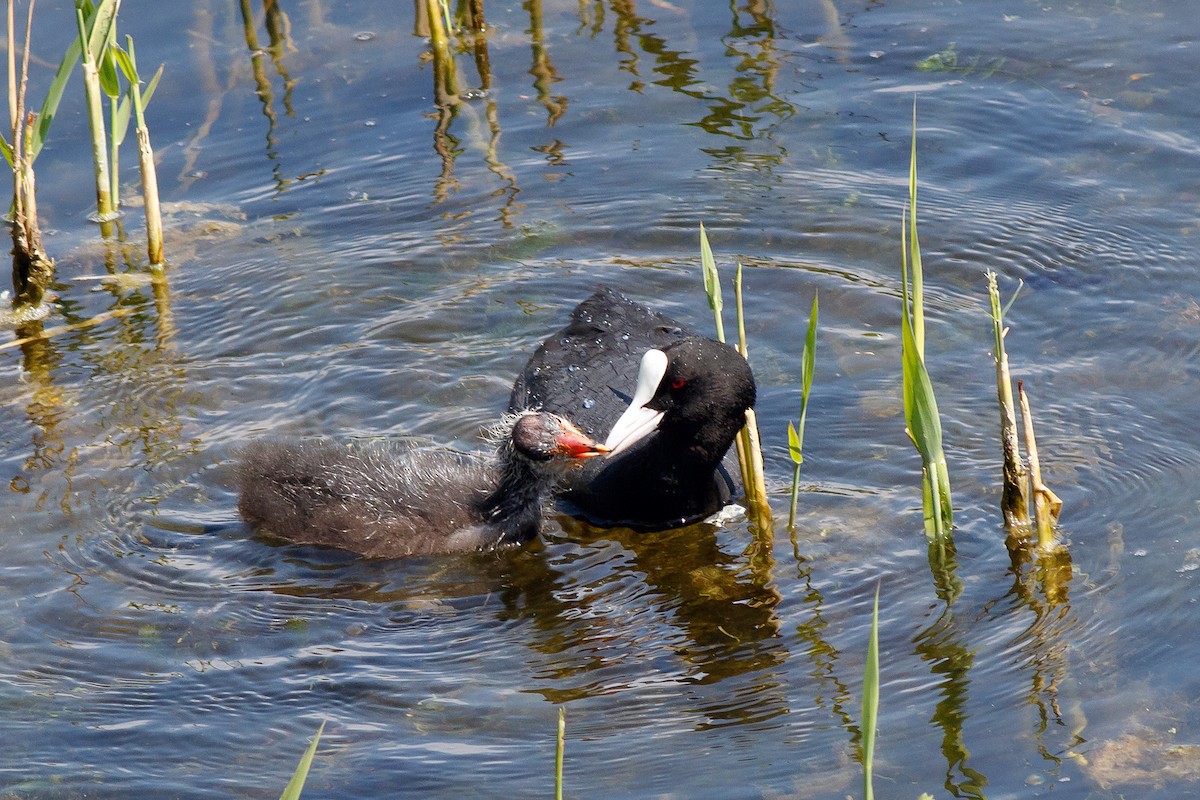 Eurasian Coot - ML593004451