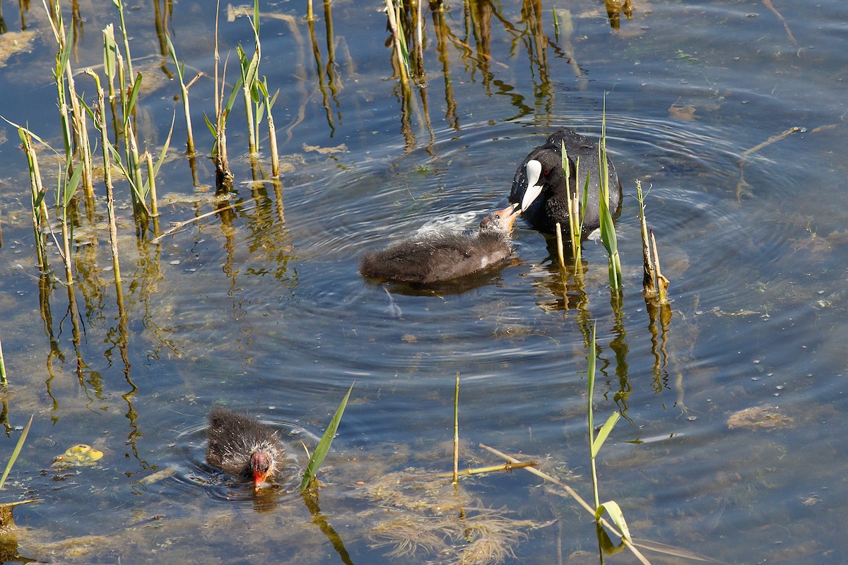 Eurasian Coot - ML593004461