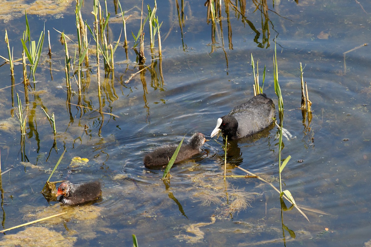 Eurasian Coot - Naseem Reza