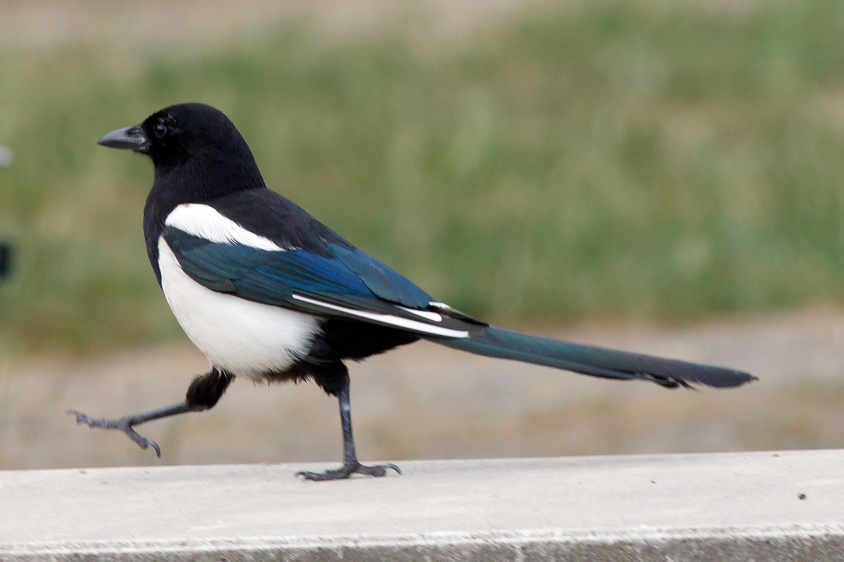 Eurasian Magpie - ML593004741