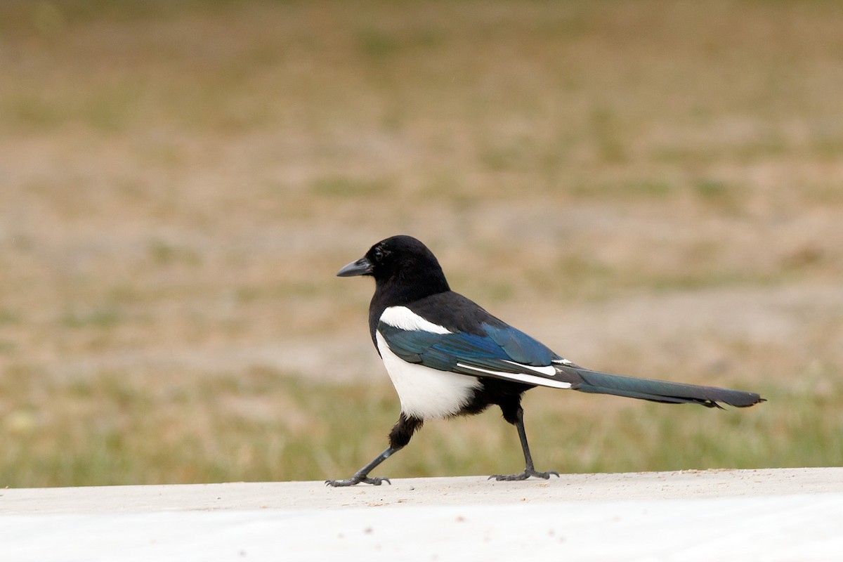 Eurasian Magpie - ML593004751