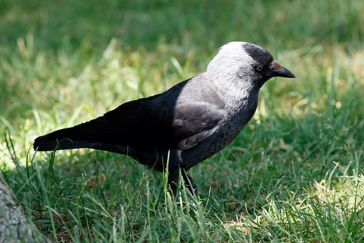 Eurasian Jackdaw - ML593004841