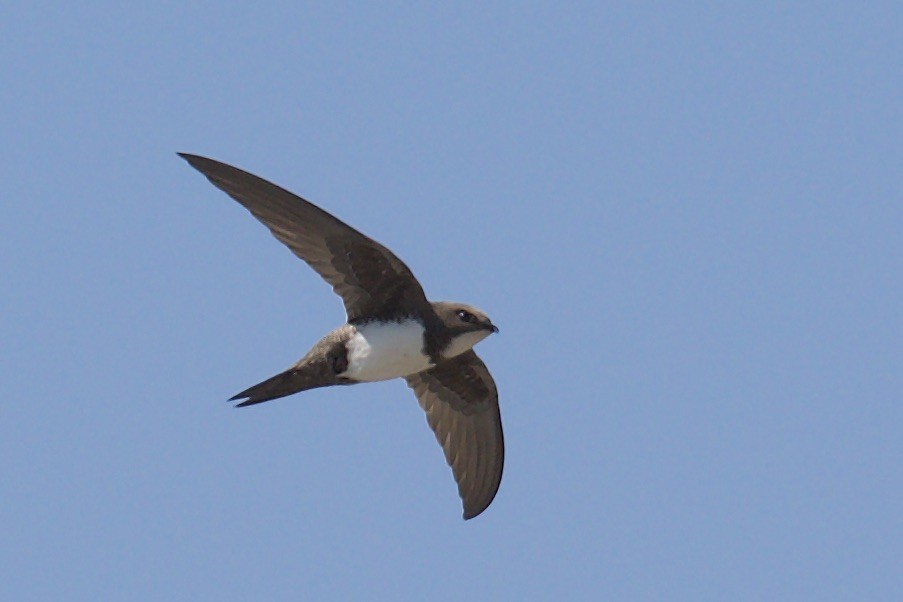 Alpine Swift - ML593005051