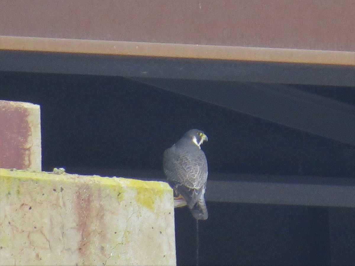 Peregrine Falcon - ML593005081