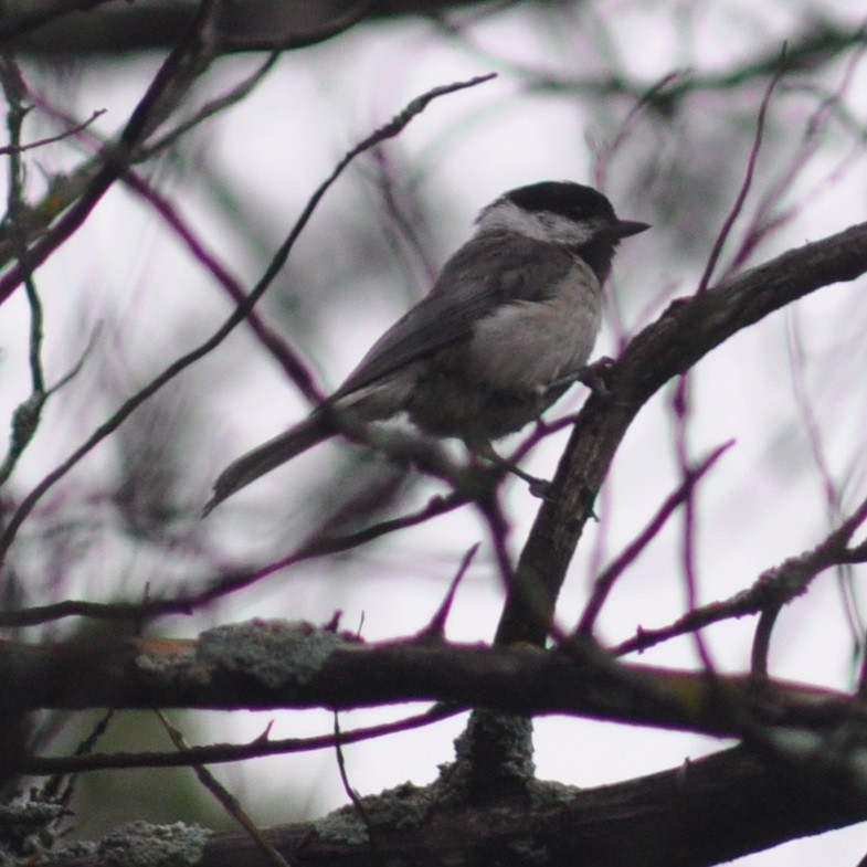 Carolina Chickadee - ML59300631