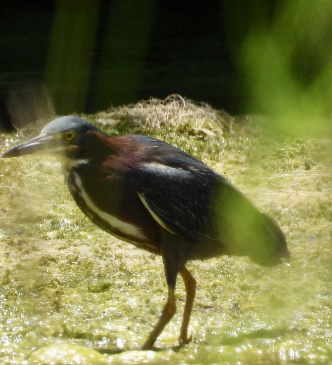 Green Heron - ML593006831