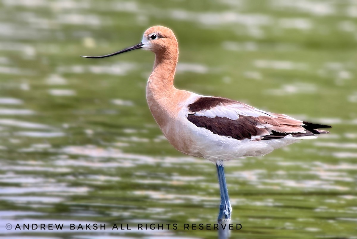 American Avocet - ML593007091