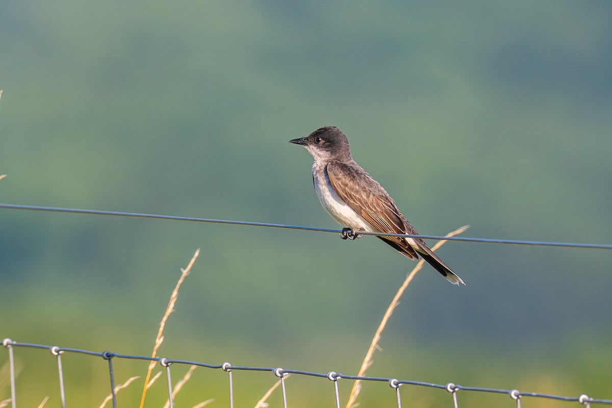 Eastern Kingbird - ML593007171