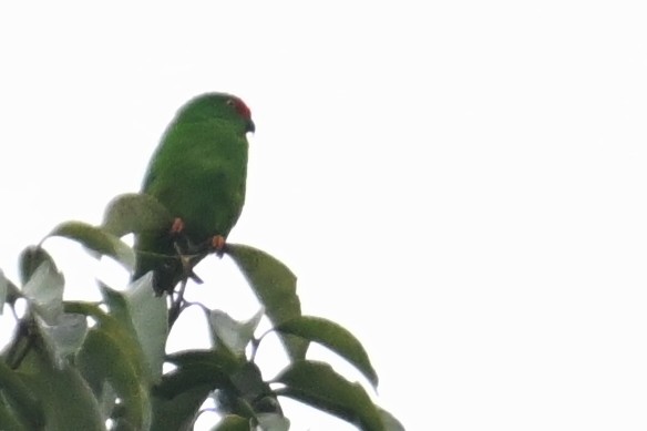 Moluccan Hanging-Parrot - ML593008231