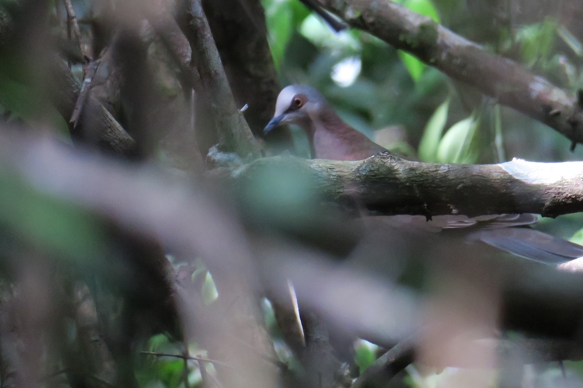 Caribbean Dove - ML593008281