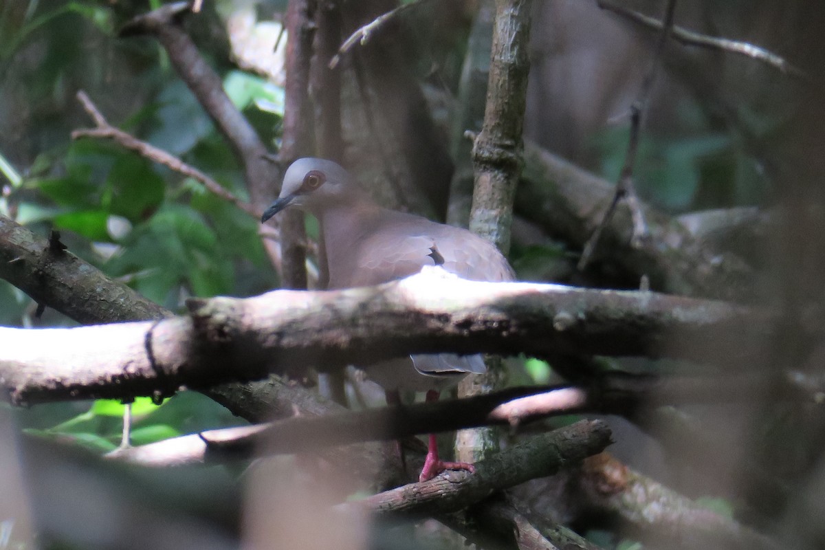 Caribbean Dove - ML593008331