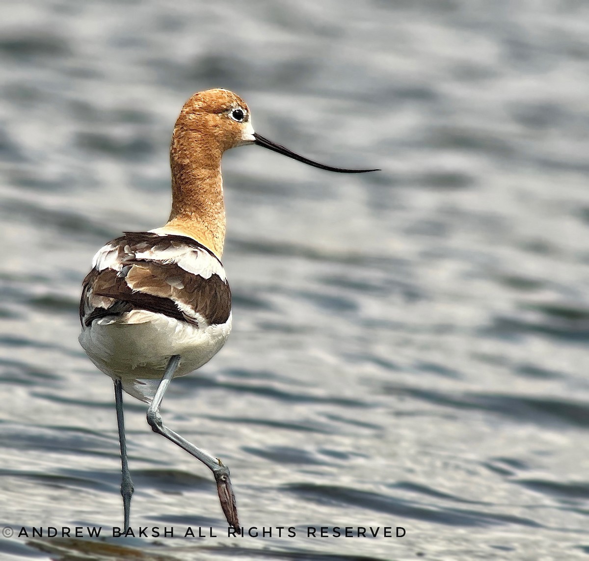 American Avocet - ML593010291