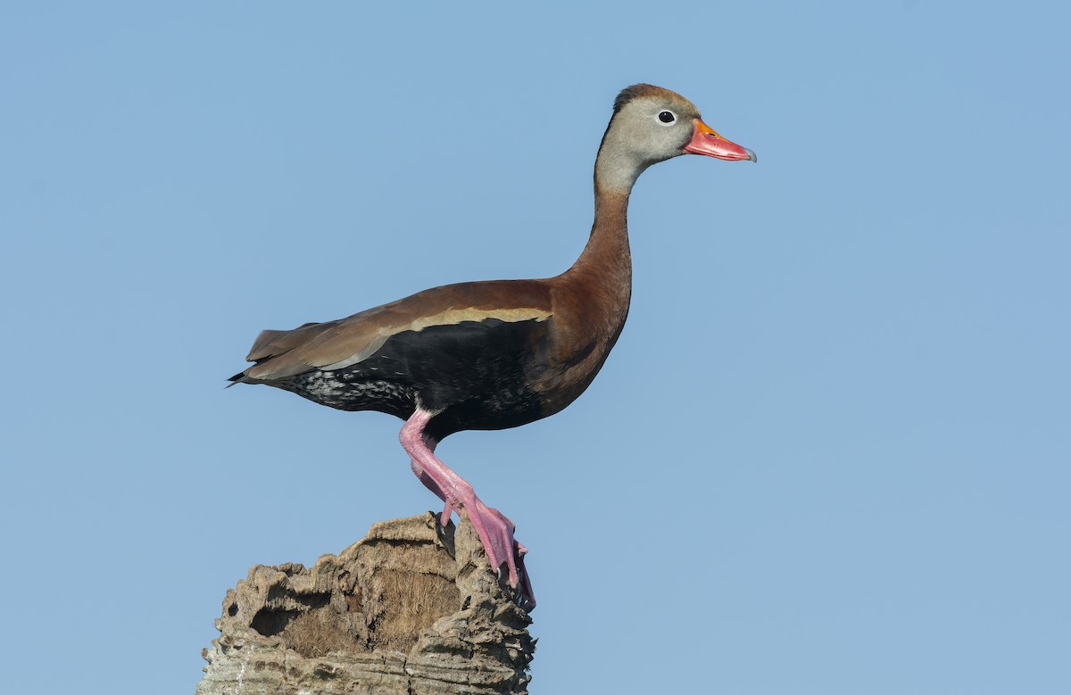 Black-bellied Whistling-Duck - Jeff Maw