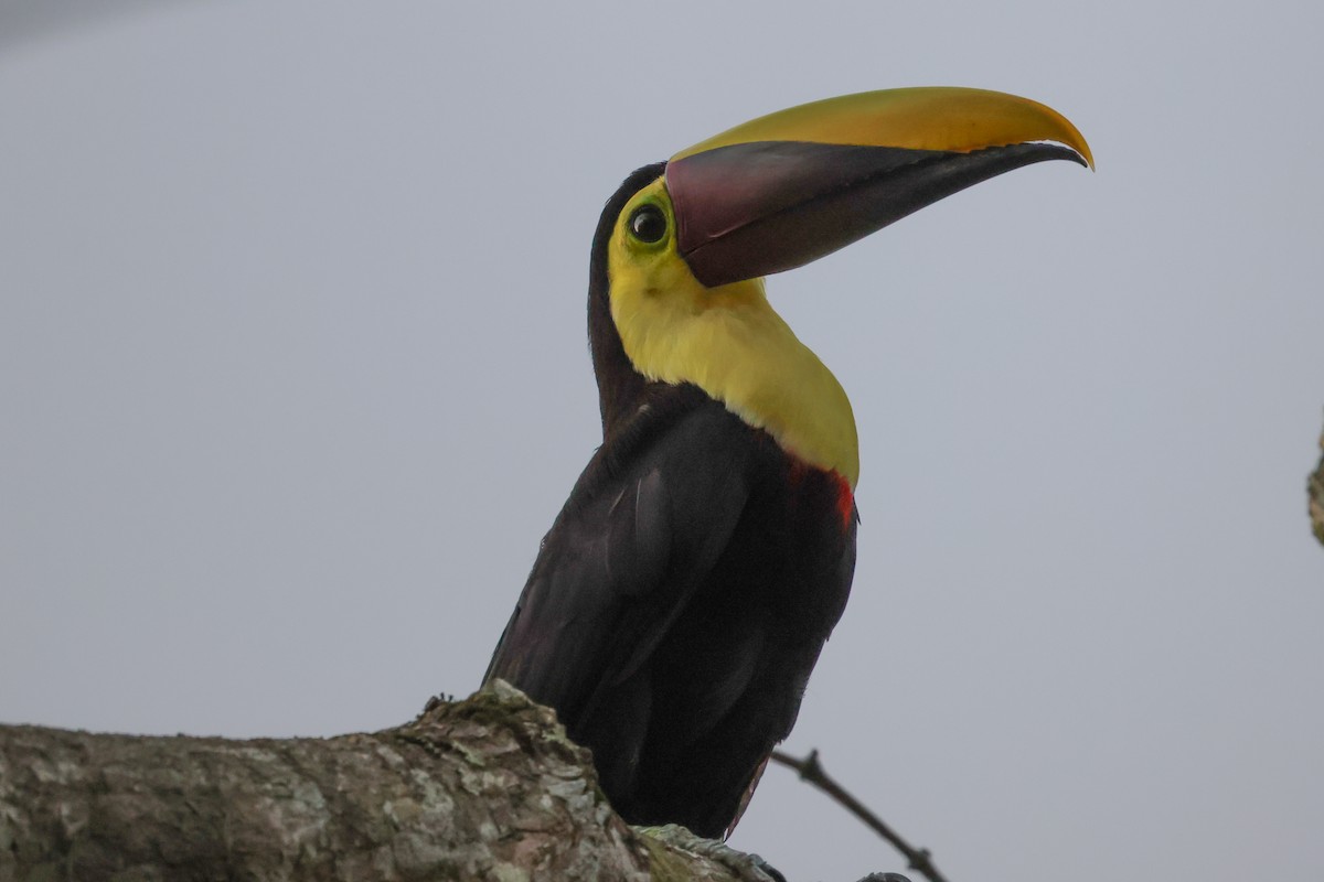 Yellow-throated Toucan - Phil Kenny