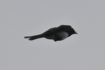 Moluccan Cuckooshrike - ML593011111