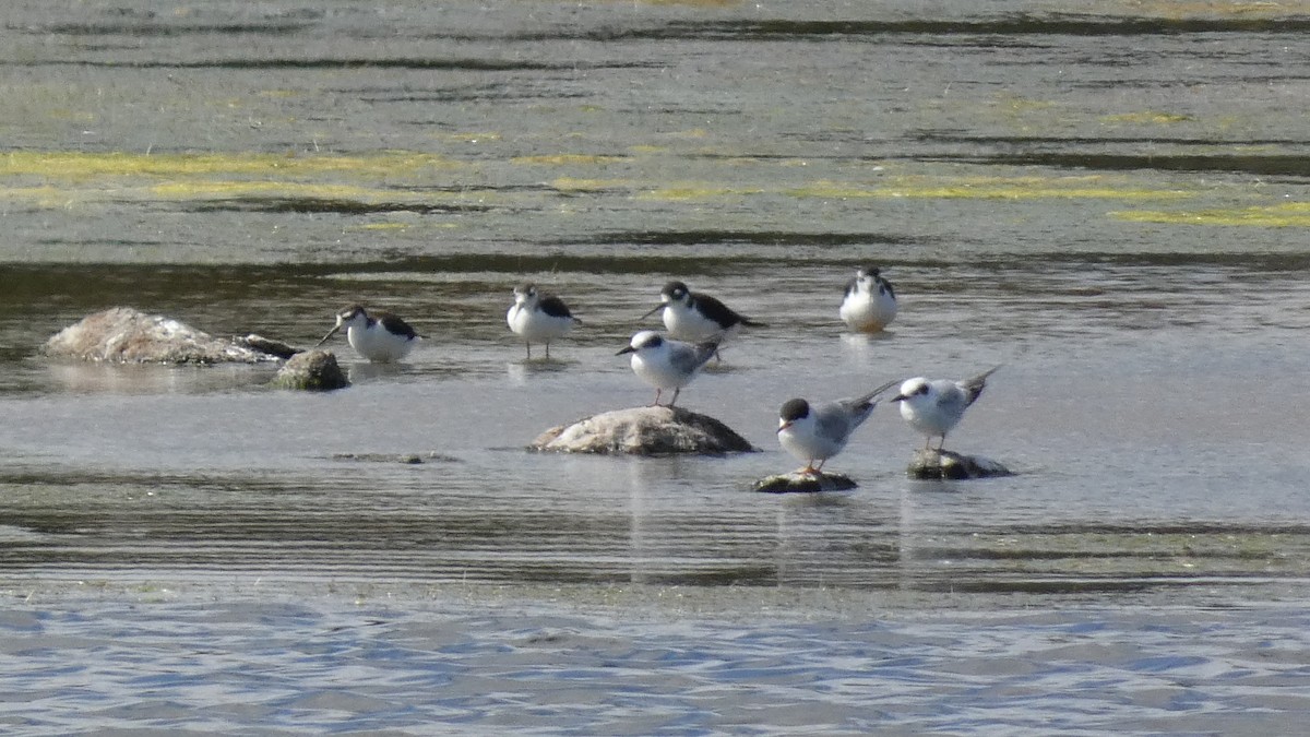 Forster's Tern - ML593012691