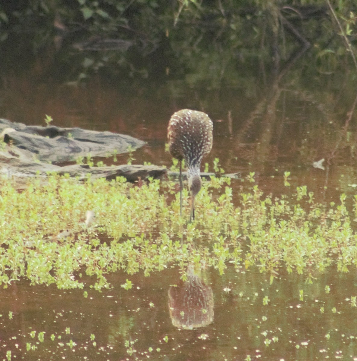 Limpkin - Ted Keen