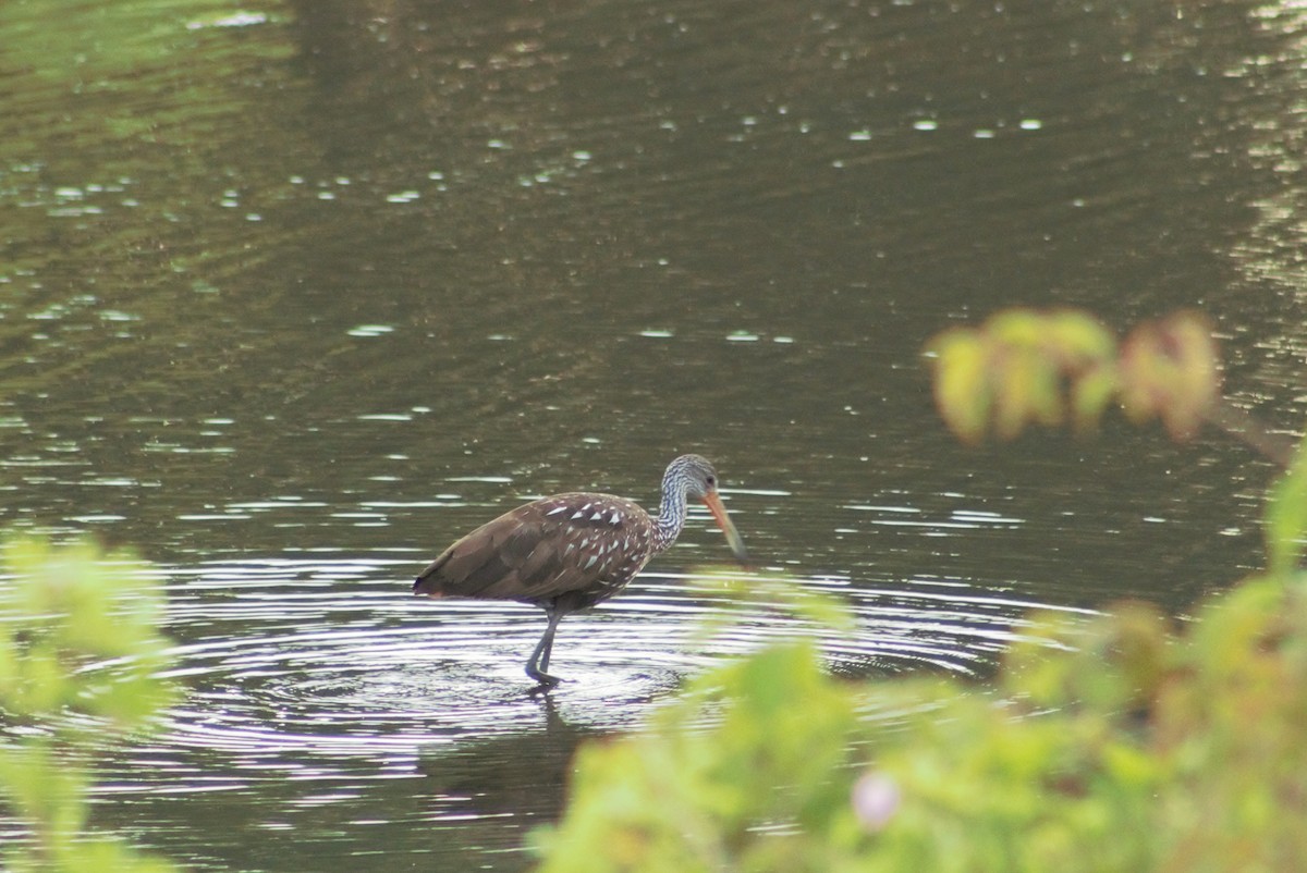 Limpkin - ML593013271