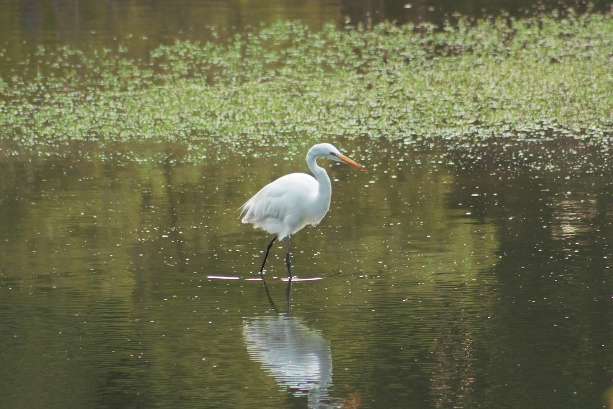 Great Egret - ML593013421