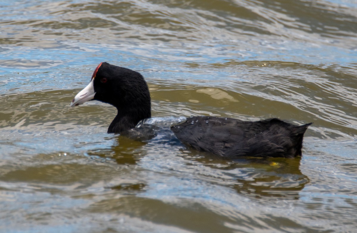 Hawaiian Coot (Red-shielded) - ML593014561