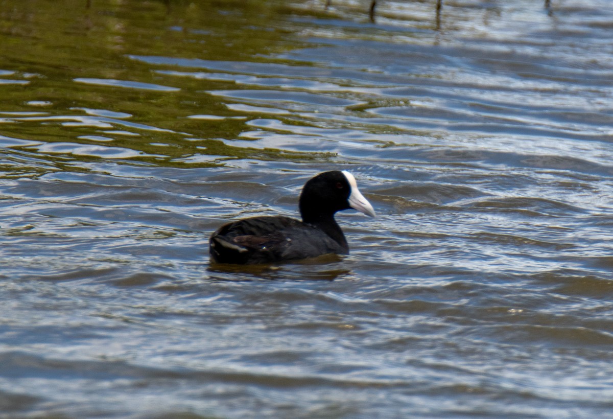 Hawaiian Coot (White-shielded) - ML593014781