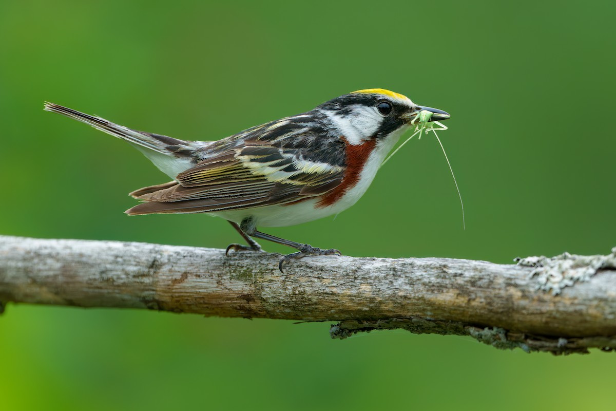 Chestnut-sided Warbler - Austin Groff