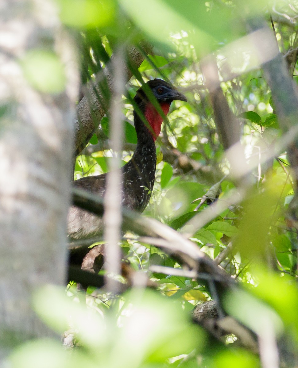 Crested Guan - ML59301741