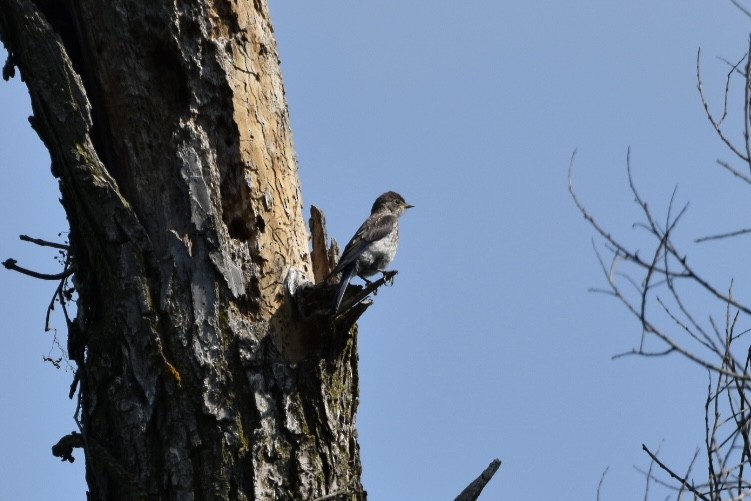 Eastern Bluebird - ML593018951