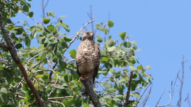 Broad-winged Hawk - ML593019521