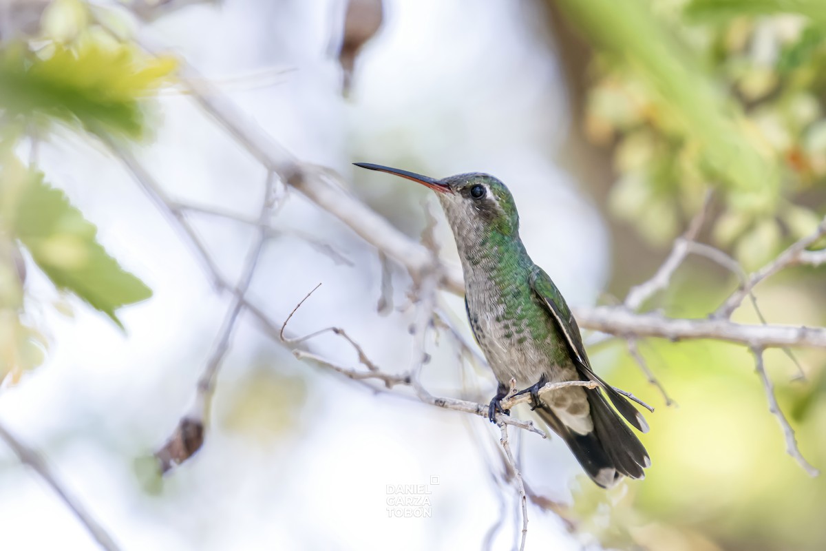 Tres Marias Hummingbird - Daniel  Garza Tobón