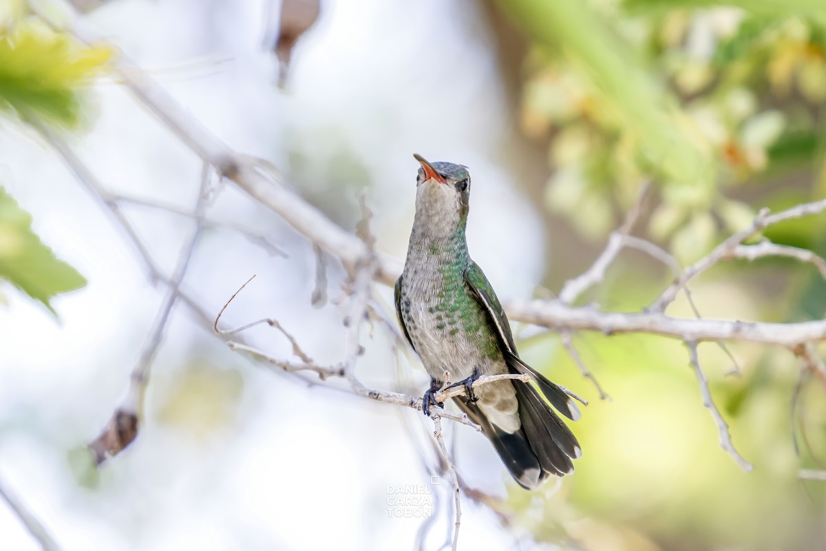 Tres Marias Hummingbird - Daniel  Garza Tobón