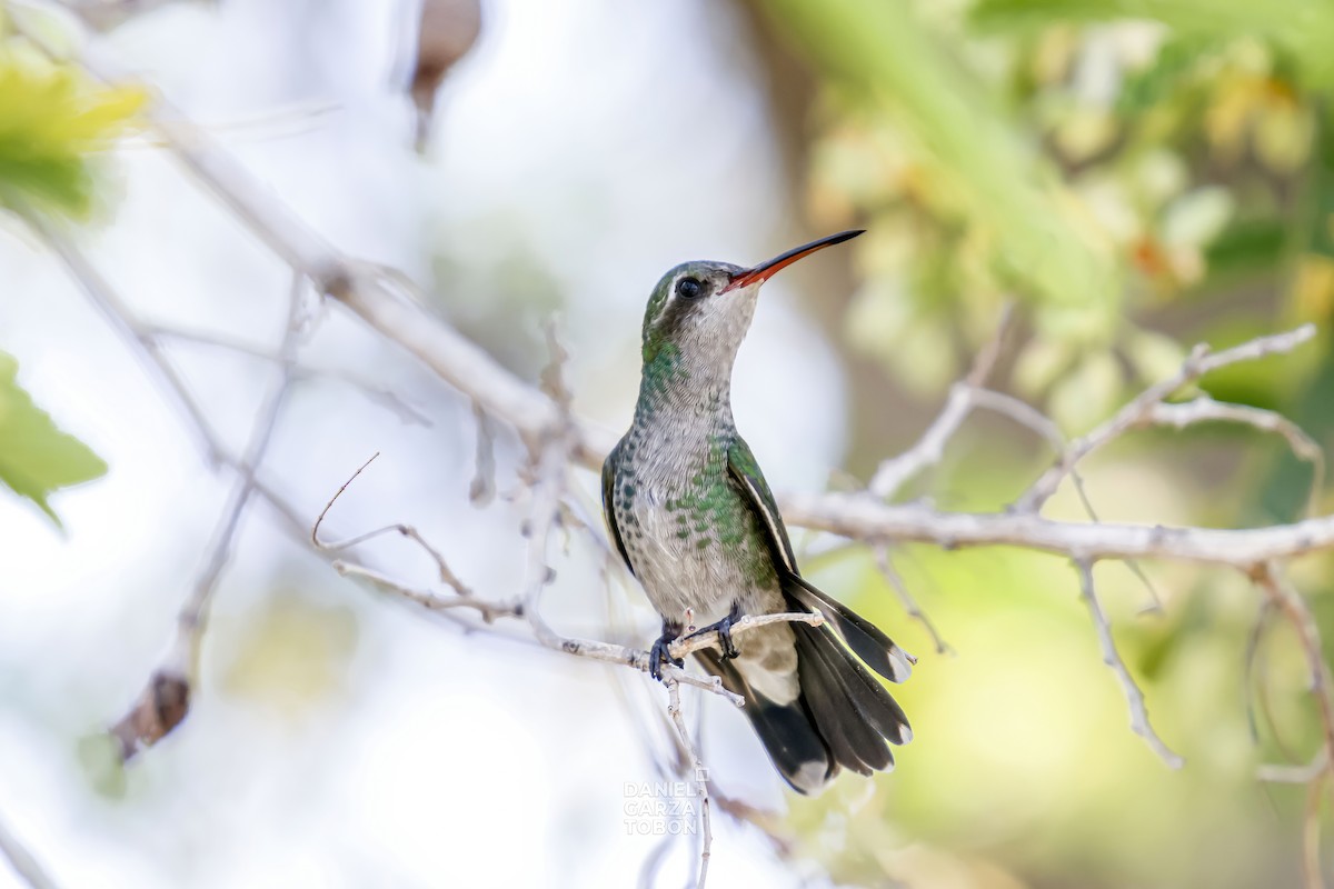 Tres Marias Hummingbird - Daniel  Garza Tobón