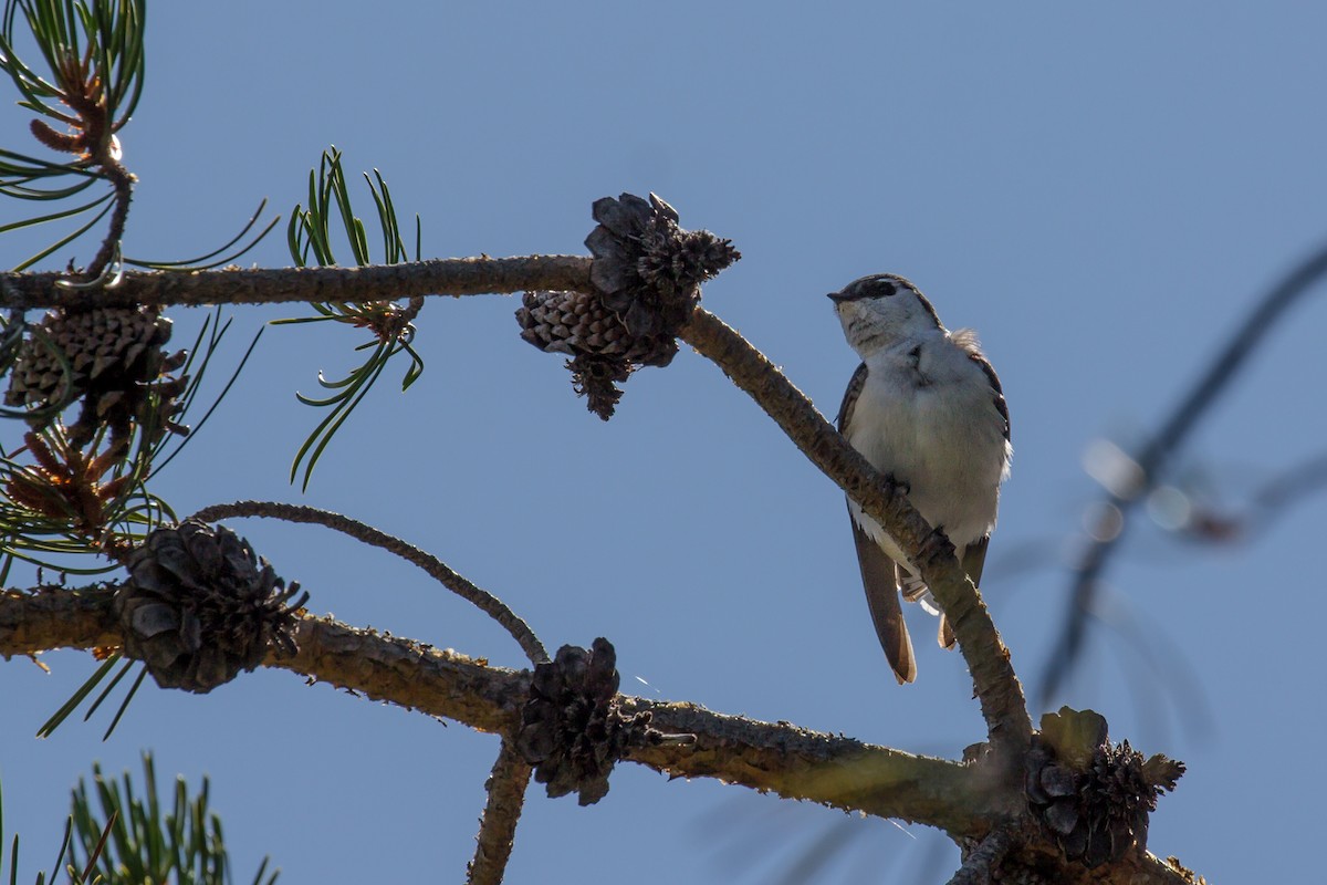 Tree Swallow - Roger Kohn