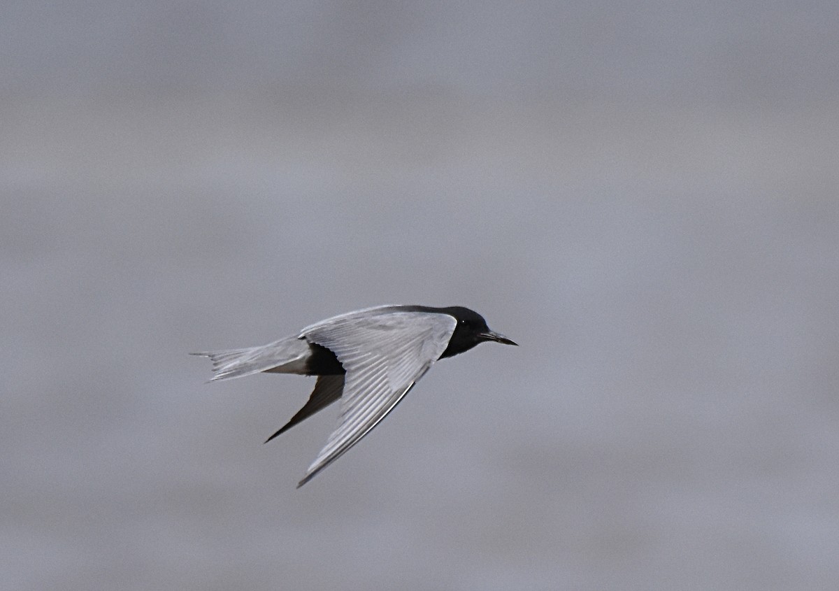 Black Tern - Glenn Wyatt