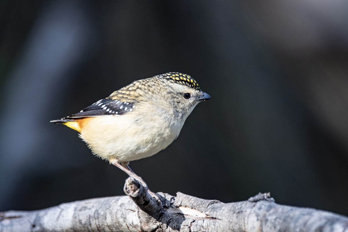 Spotted Pardalote - ML593022441