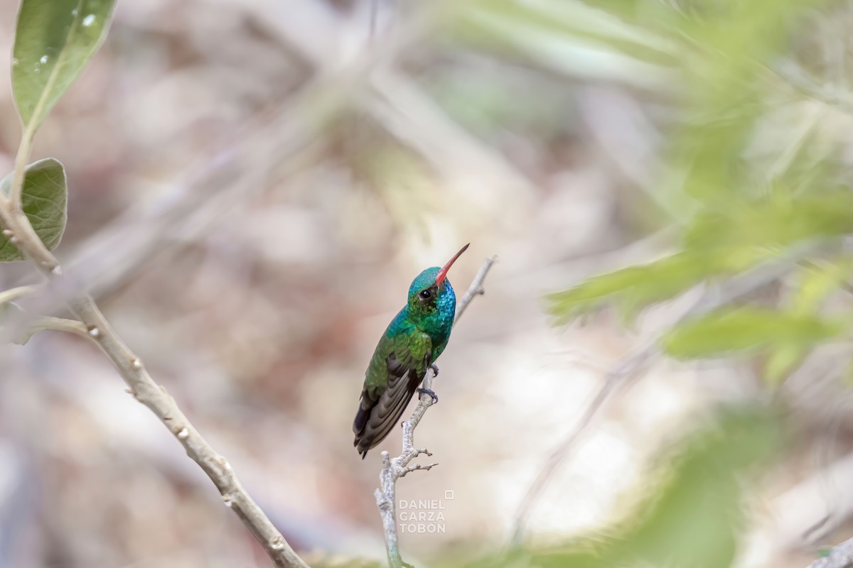 Tres Marias Hummingbird - Daniel  Garza Tobón