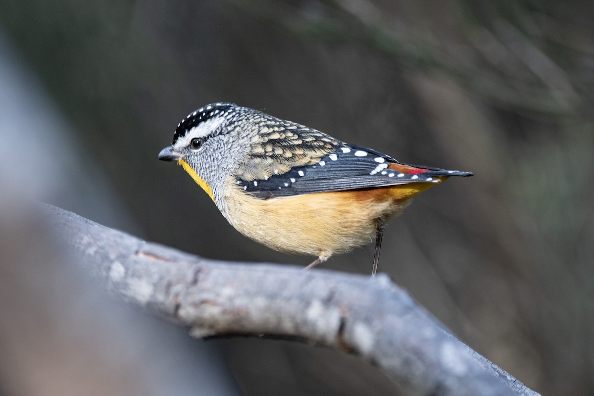 Spotted Pardalote - ML593022581